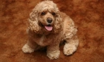 Amerykański cocker spaniel